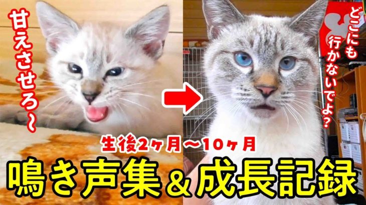 生後２ヶ月の子猫が大きくなるまでの鳴き声集 成長記録 生後２ヶ月 10ヶ月の鳴き声の変化 Dougabu ネコ課