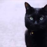黒いねこ  黒い猫 ペット大好き♪♪猫ちゃん♥黒ネコ特集(^^♪