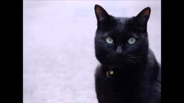 黒いねこ  黒い猫 ペット大好き♪♪猫ちゃん♥黒ネコ特集(^^♪