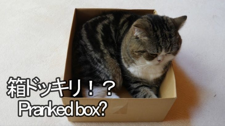 ドッキリな箱とねこ２。-Pranked box and Maru.-