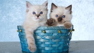 【人気のねこ】大人気ラグドール集合✰超カワイイ癒しの猫