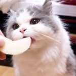 子猫が初めて梨を食べるとこうなります笑