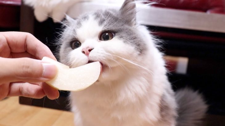 子猫が初めて梨を食べるとこうなります笑